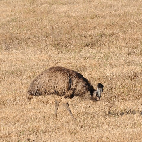 Emu near Goulburn, NSW