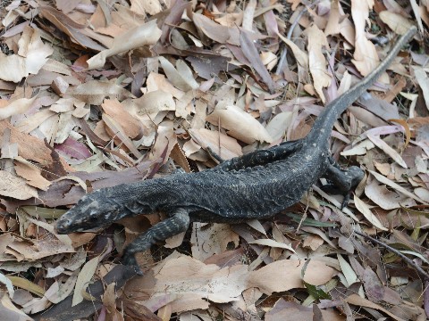 Goanna at West Head, Pittwater