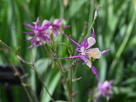 Columbine