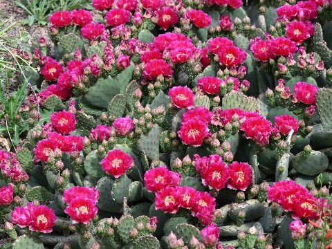 Prickly Pear cactus