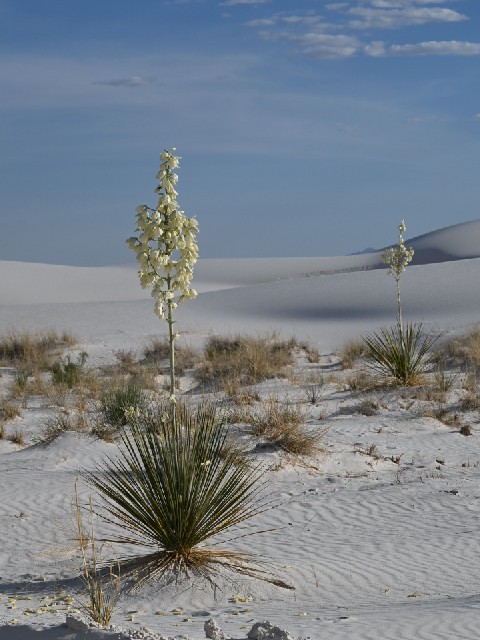 Yucca flower, White Sands, Alamogordo, New Mexico