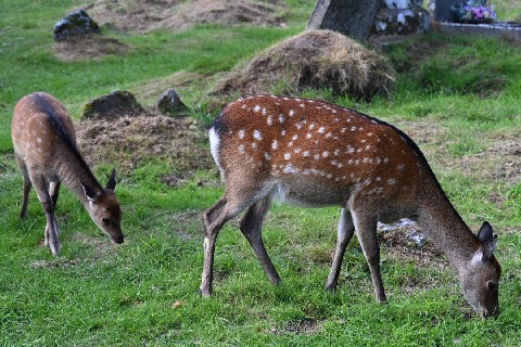 Deer at Glendalough