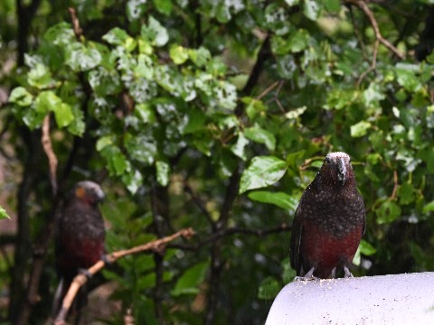 Kākā at Zealandia, Wellington