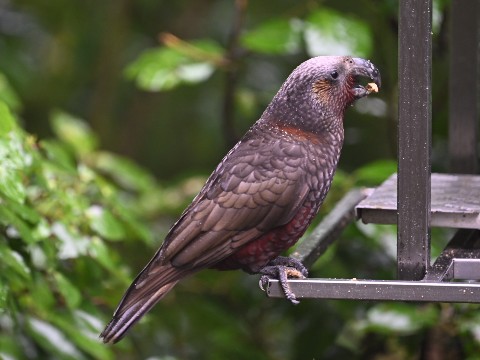 Kākā at Zealandia, Wellington