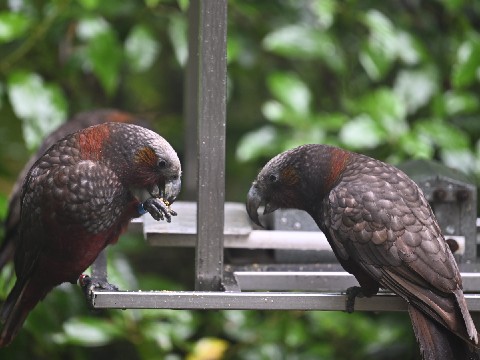 Two kākā at Zealandia, Wellington