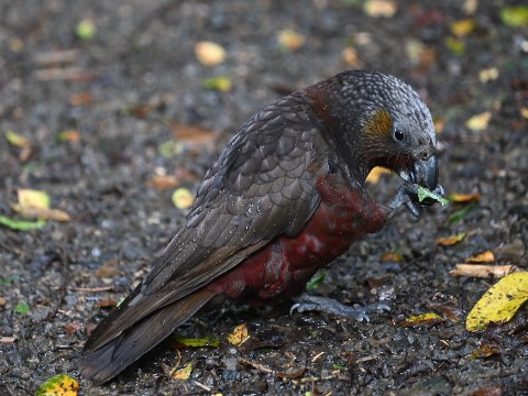 Kākā at Zealandia, Wellington