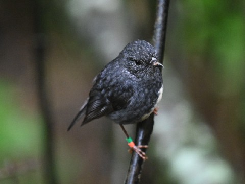 Toutouwai at Zealandia, Wellington