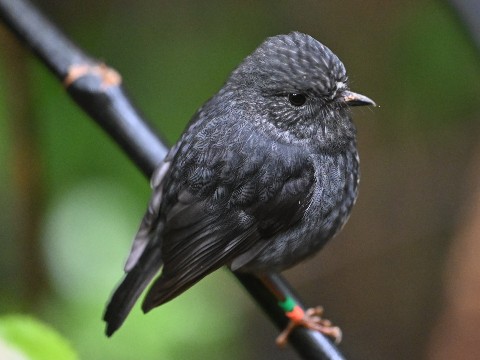 Toutouwai or North Island Robin at Zealandia, Wellington