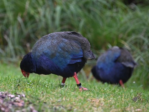 Two takahē at Zealandia, Wellington