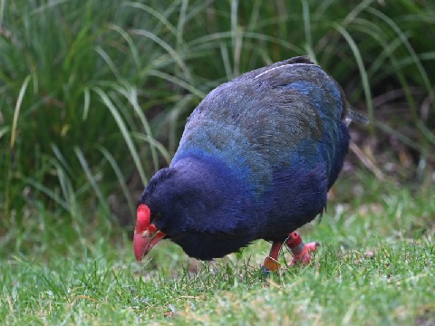 Takahē at Zealandia, Wellington