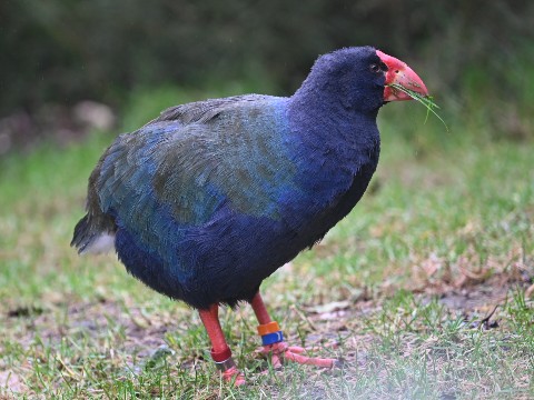Takahē at Zealandia, Wellington