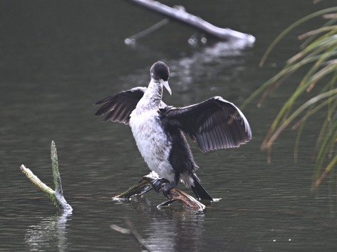Pārekareka or spotted shag at Zealandia, Wellington