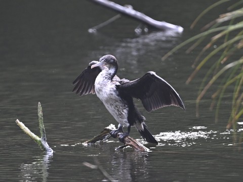 Pārekareka or spotted shag at Zealandia, Wellington