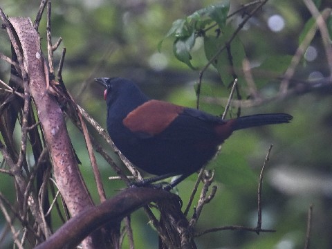 Tīeke or saddleback at Zealandia, Wellington