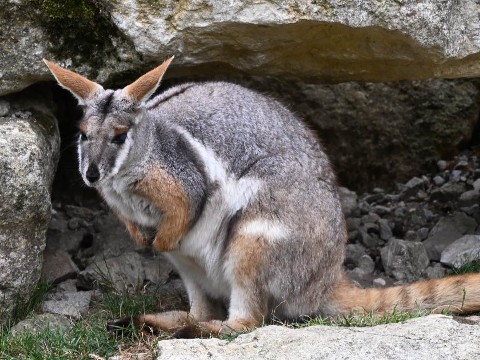 Yellow-footed rock wallaby, Flamingo Land Zoo