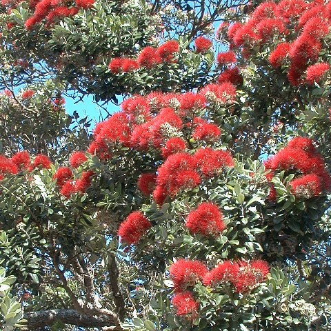 Pohutukawa