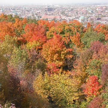 Fall colors on Mont-Royal