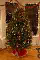 A slightly fuzzy Christmas tree