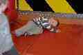 Morgan on the bouncy castle