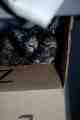 Kitten in a box