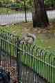 Squirrel in St James's Park