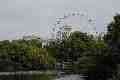 London Eye from St James's Park