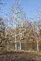 Stark white trees