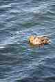 Ducks on a pond...