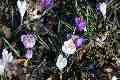 Croci