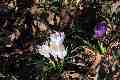 Croci