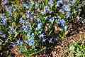 Blue flowers