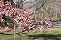Flowering tree