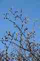 Magnolia buds