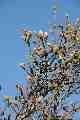 Magnolia buds