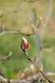 Magnolia bud