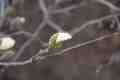 Magnolia bud