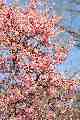 Flowering tree