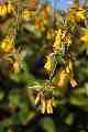 Kowhai