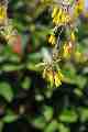 Kowhai