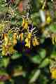 Kowhai
