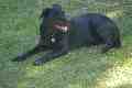 The family dog