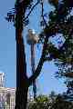 Sydney Tower from Hyde Park