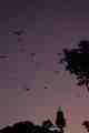 Bats and Sydney Tower