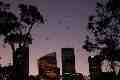 Bats and Sydney skyline