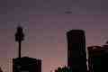 Bats and Sydney skyline